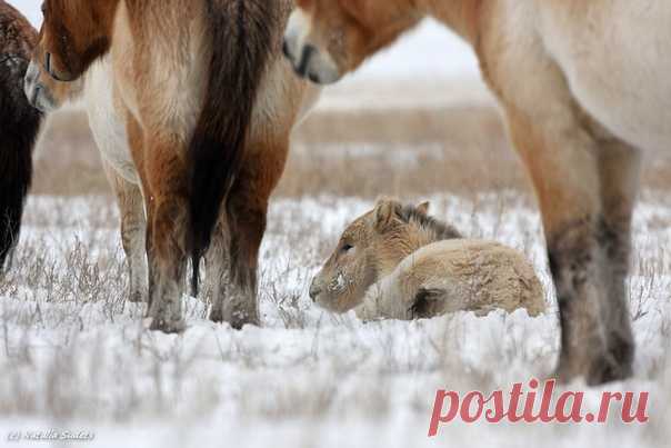 «Снежная зима в степях Оренбургского заповедника – повод для радости лошадей Пржевальского. Ведь нет их главного врага – гнуса. А это значит, что даже маленькие пржевалики могут сладко спать на снегу», – пишет автор фото Наталия Судец: nat-geo.ru/photo/user/337453/ Сладких снов!