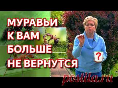 Как избавиться от муравьев на участке. Дешевый и простой способ.