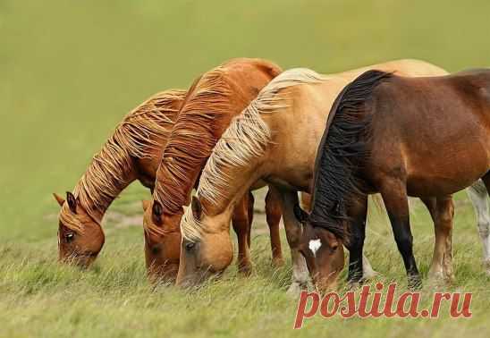 На ветру
Фото: Ivan Ivanov