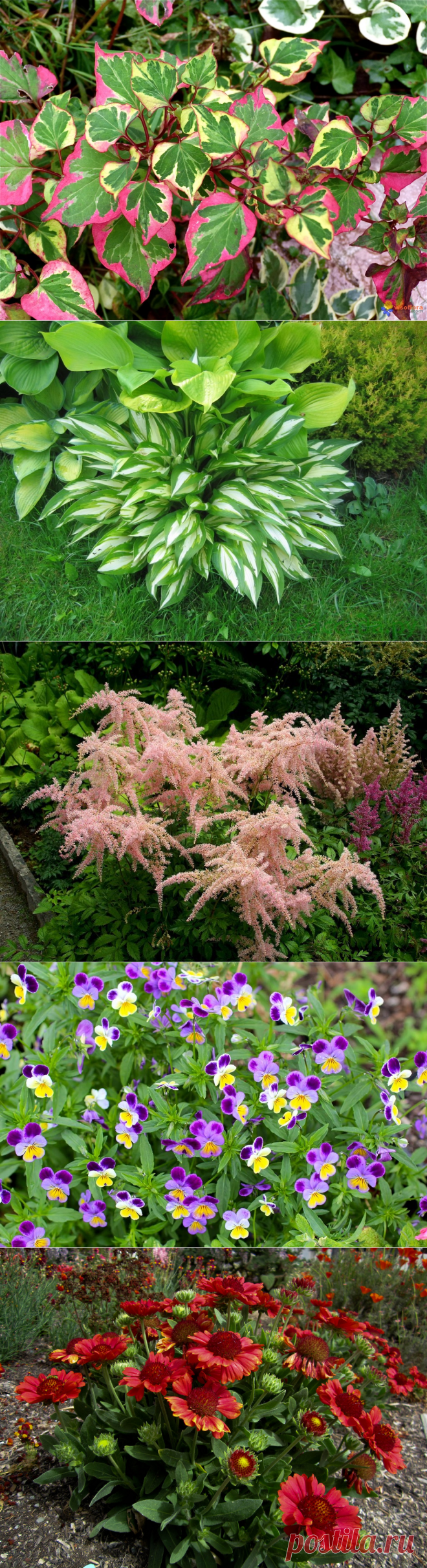 Неувядающая красота с весны до осени