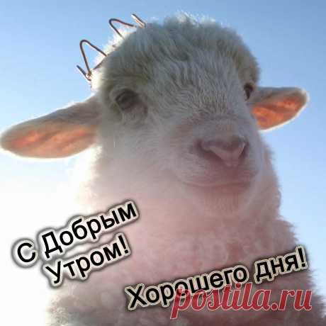 Доброго утра, прекрасного дня!
Ярких событий без грусти и зла,
Ясного неба в погожий денек,
Что всем приносит любовь и восторг.