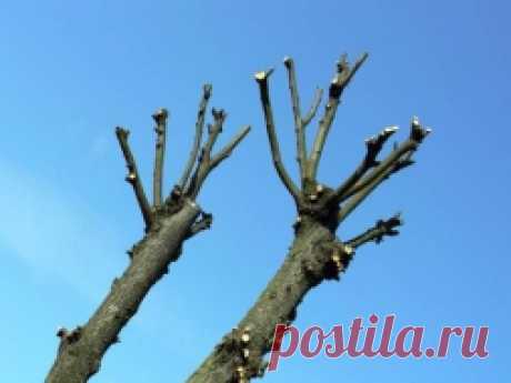 Зачем обрезать деревья весной - Садоводка