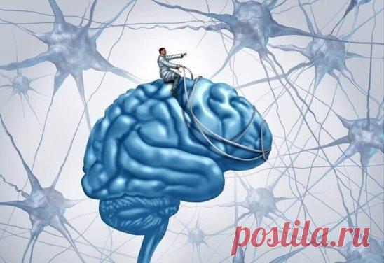 НАШ УДИВИТЕЛЬНЫЙ МОЗГ
В нашем мозгу 100 млрд. нейронов – это больше, чем звезд в нашей галактике! Каждая клетка в свою очередь может дать 200 тыс. ответвлений. Таким образом, мозг имеет огромные ресурсы, чтоб хранить воспоминания объемом примерно за 3 млн. лет. Учёные называют это “волшебными деревьями разума”, потому что нервные клетки мозга похожи на ветвистые деревья.
Мысленные электрические импульсы между нейронами передаются через синапсы – зоны контакта между нейронами. Средний нейро