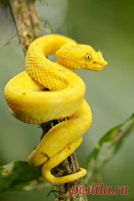 Void Whisper — creatures-alive: Yellow eyelash pit viper...