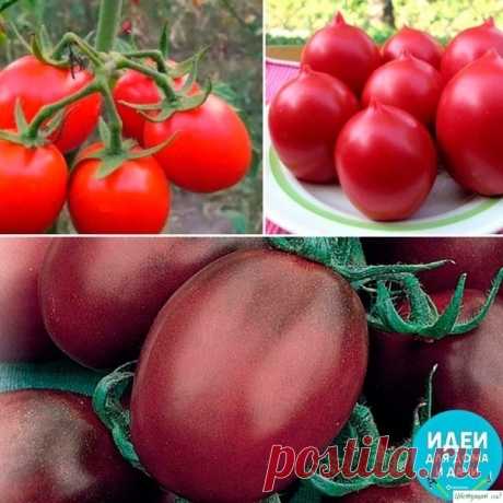 Самые неприхотливые~вкусные сорта томатов Выбирая семена, помните, что все томаты отличаются по вкусовым качествам. Кроме этого, стоит понимать, что, например, помидоры для консервирования отличаются от тех, которые вы будете употреблять в свежем виде.Бетта F1Этот гибрид поражает своими характеристиками. Он ультраранний, от...