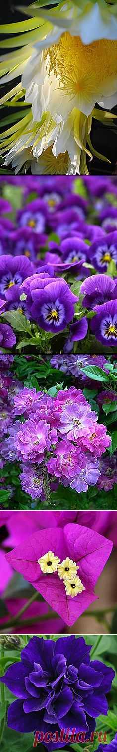 Pinterest