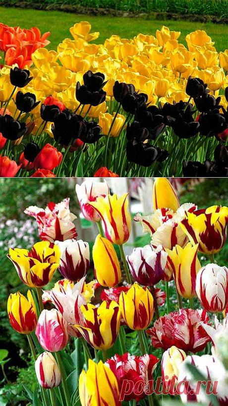 Цветы тюльпаны, букеты (53 фото) картинки, видео