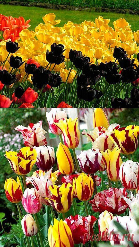 Цветы тюльпаны, букеты (53 фото) картинки, видео