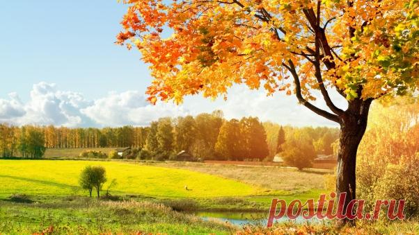 Wallpaper Tree, Leaf fall, Autumn, Pond, Landscape, Yellow, Orange, Shades HD, Picture, Image  |  wallpaperscraft.com