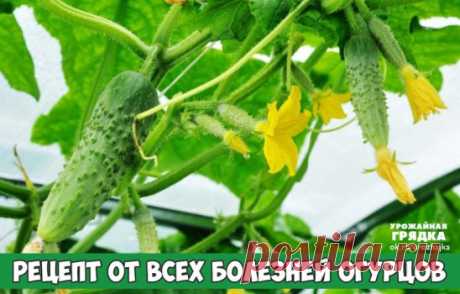 Рецепт от всех болезней огурцов 
После появления всходов в фазе 3-4 листочков огурцы нужно обработать следующим составом:
в ведро воды добавить 30 капель йода,
20 г хозяйственного мыла и ЛИТР МОЛОКА.
Опрыскивание таким составом можно проводить примерно через каждые 10 дней. 
Этот состав охранит огурцы от всех заболеваний и безвреден, в отличие от химических средств.
А от мучнистой росы-распылять на огурцы творожной сывороткой.