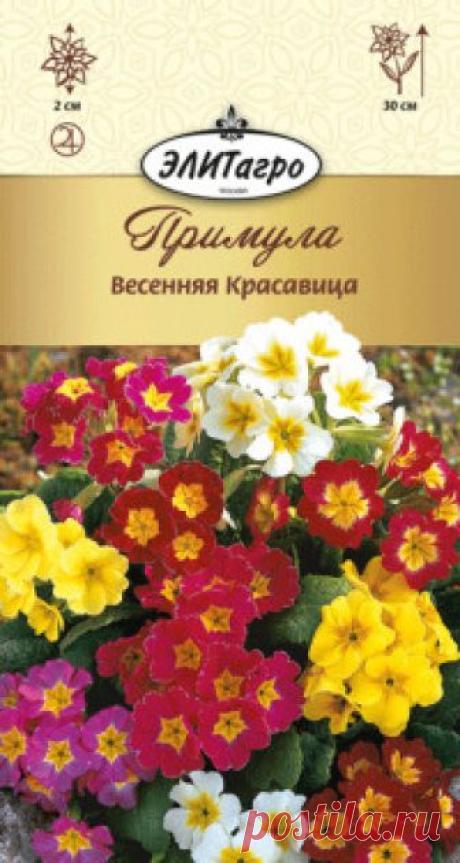 Семена. Примула "Весенняя Красавица", многолетник (вес: 0,02 г) Всхожесть: 89%.
Настоящая королева весенних цветников. Многолетнее выровненное, компактное растение, высотой до 30 см. Многочисленные цветки до 2 см в диаметре, самой разнообразной окраски, собраны по 5-10 штук в зонтиковидные соцветия. Цветение обильное. Очень декоративна в групповых...
