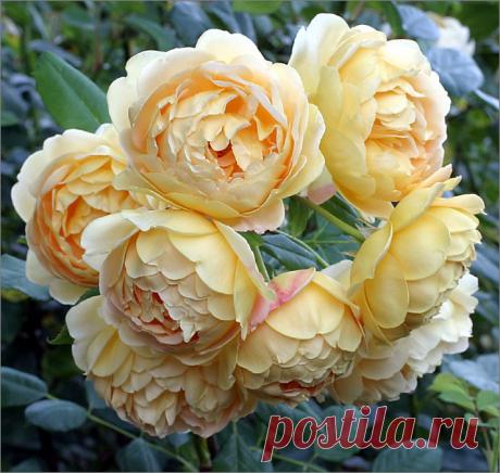 Английские розы селекции Дэвида Остина