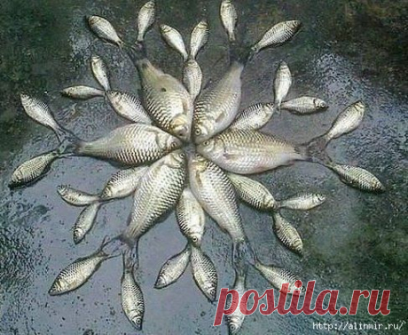 Как приготовить рыбу. 10 кулинарных советов