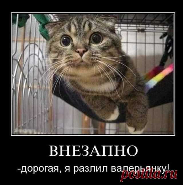 Демотиваторы (30 фото) » Триникси