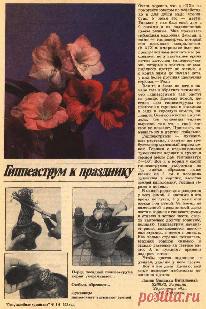 Гиппеаструм к празднику