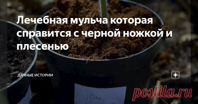Лечебная мульча которая справится с черной ножкой и плесенью