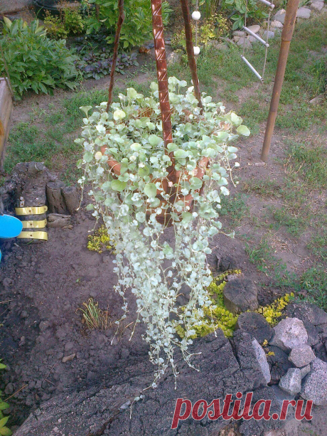 Дихондра ампельная «Серебристый водопад» (Dichondra repens, Dichondra argentea «Silver Falls»)