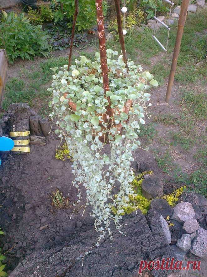 Дихондра ампельная «Серебристый водопад» (Dichondra repens, Dichondra argentea «Silver Falls»)