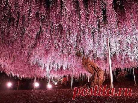 150-летнее дерево глицинии, Япония!. Это дерево считается волшебным, сюда приходят загадывать желания, ставь класс и у тебя в скором времени сбудется одно желание.