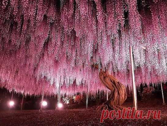 150-летнее дерево глицинии, Япония!. Это дерево считается волшебным, сюда приходят загадывать желания, ставь класс и у тебя в скором времени сбудется одно желание.