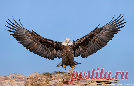 10 гениальных охотников царства животных / Surfingbird.ru