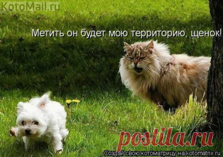 Трава-мурава | KotoMail.ru
