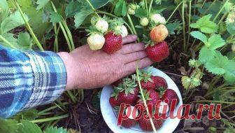 БАЛУЮ СВОЮ КЛУБНИКУ ЯДЕРНОЙ СМЕСЬЮ ОТ ВРЕДИТЕЛЕЙ И БОЛЕЗНЕЙ