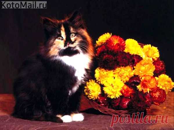 ЕЩЁ КОТЭ | KotoMail.ru