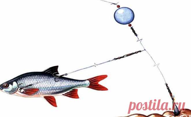 Отводной поводок с живцом. Легальная ловля во время нерестового запрета. | Блоги о даче и огороде, рецептах, красоте и правильном питании, рыбалке, ремонте и интерьере