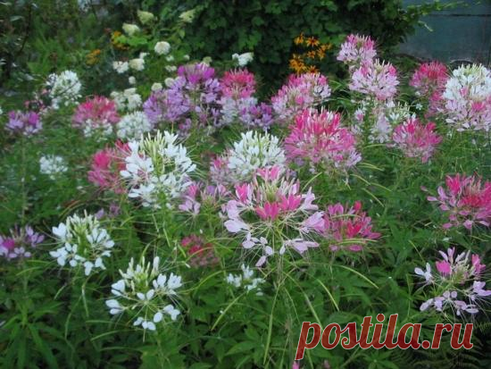 Цветок брызги шампанского, Цветок - паук, Клеома (Cleome)