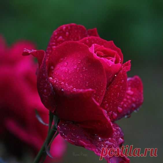 Pinterest: инструмент для поиска и хранения интересных идей
