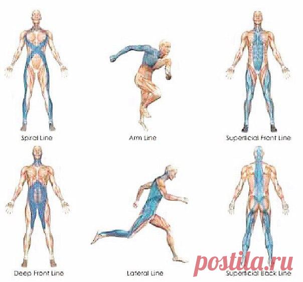 8 КЛЮЧЕВЫХ МОМЕНТОВ, КОТОРЫЕ НУЖНО ЗНАТЬ О ФАСЦИЯХ 

1. Миофасция – это трехмерная матрица 
Фасции образуют непрерывную трехмерную матрицу, охватывающую все тело в целом и выполняющую опорную функцию для наших органов, мышц, суставов, костей и нервных волокон. Кроме того, многомерное расположение фасций и разнообразная ориентация фасциальных меридианов позволяет нам двигаться в различных направлениях. 

2. Фасция – передатчик сил 
Вам когда-либо доводилось видеть, как парк...