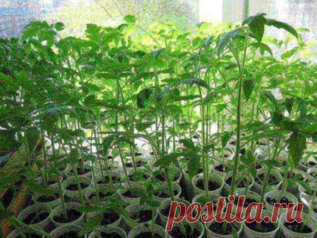 Подкармливаем рассаду томатов
1-я подкормка — на третьи сутки после того, как сеянцы полностью развернули семядольные листики: 1 л. воды 2 гр. кальциевой селитры
2-я подкормка — через 7 дней от первой: Энерген развести до цвета слабого чая
3-я подкормка — появились 2 пары настоящих листьев: 1 л. воды 10 гр. суперфосфата (либо 5 гр. двойного суперфосфата) (разводить горячей водой за сутки до полива)
4-я подкормка — через 7 дней после 3-ей: 1 л. воды 2 гр. кальциевой селитры
5-я подкормка — п