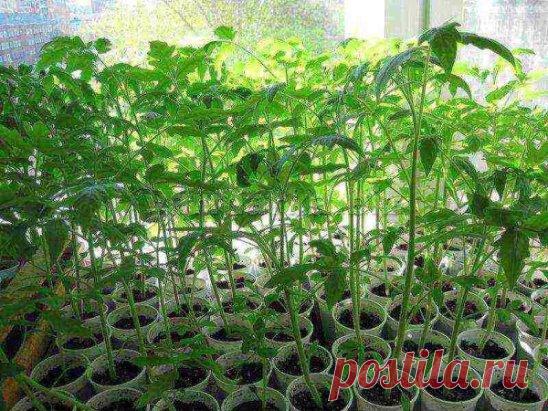 Подкармливаем рассаду томатов
1-я подкормка — на третьи сутки после того, как сеянцы полностью развернули семядольные листики: 1 л. воды 2 гр. кальциевой селитры
2-я подкормка — через 7 дней от первой: Энерген развести до цвета слабого чая
3-я подкормка — появились 2 пары настоящих листьев: 1 л. воды 10 гр. суперфосфата (либо 5 гр. двойного суперфосфата) (разводить горячей водой за сутки до полива)
4-я подкормка — через 7 дней после 3-ей: 1 л. воды 2 гр. кальциевой селитры
5-я подкормка — п