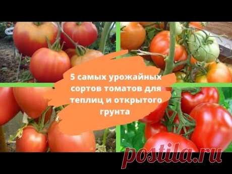 5 САМЫХ УРОЖАЙНЫХ СОРТОВ томатов для теплиц и открытого грунта