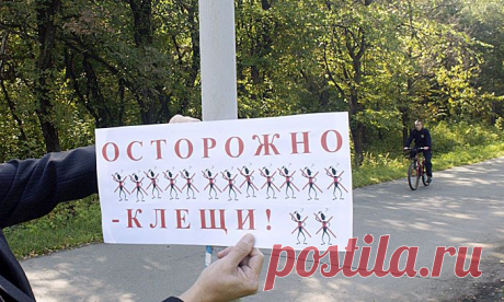 В КАКИХ РЕГИОНАХ РОССИИ САМЫЕ ОПАСНЫЕ КЛЕЩИ