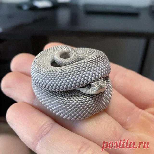 Забавные и очаровательные животные, которых просто невозможно было вам не показать!