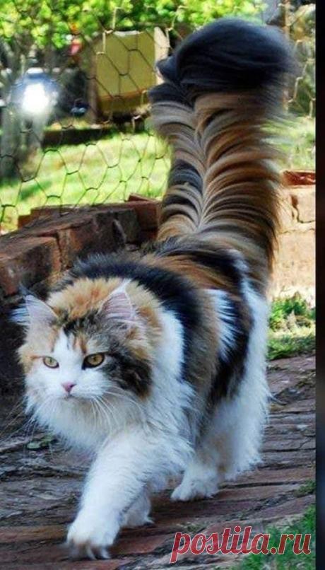 wonderful cat and big cat in the world | Facebook
