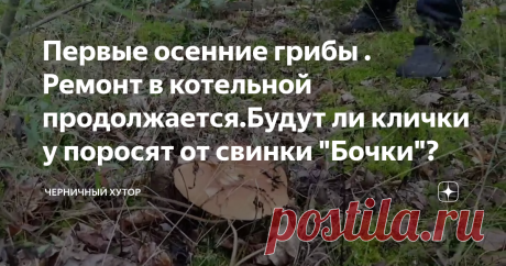 Первые осенние грибы . Ремонт в котельной продолжается.Будут ли клички у поросят от свинки "Бочки"?