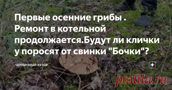Первые осенние грибы . Ремонт в котельной продолжается.Будут ли клички у поросят от свинки 
