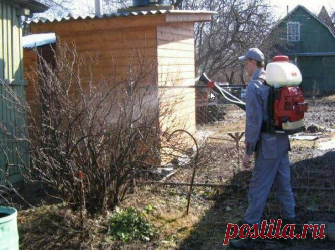 ЧЕМ ОБРАБОТАТЬ ЯГОДНЫЕ КУСТЫ ПРОТИВ БОЛЕЗНЕЙ И ВРЕДИТЕЛЕЙ РАННЕЙ ВЕСНОЙ