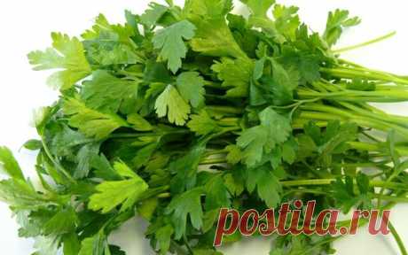 Польза и вред петрушки: зеленая целительница