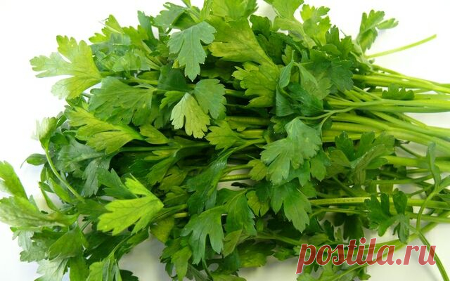 Польза и вред петрушки: зеленая целительница