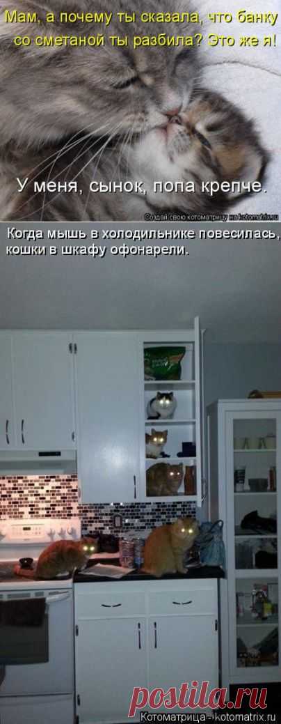 (+1) тема - Новая котоматрица недели | Четвероногий юмор