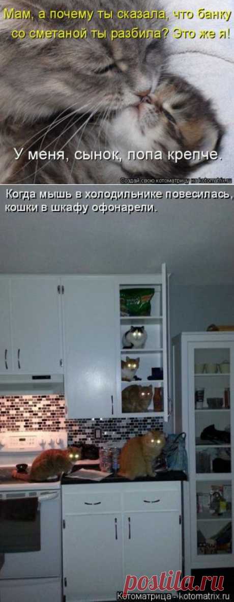 (+1) тема - Новая котоматрица недели | Четвероногий юмор