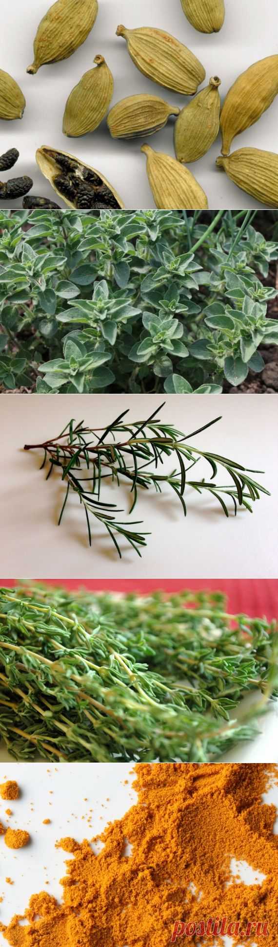 5 специй которые уничтожают бактерии и защищают