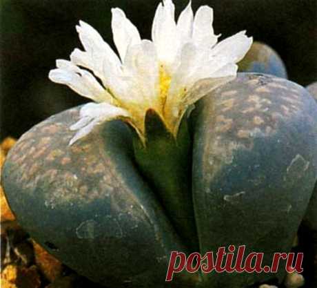 Литопсы - живые камни.
