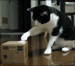 Funny Cat Gif - Omigu