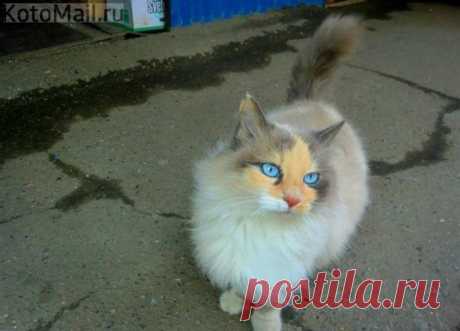 Кошка нереальной красоты