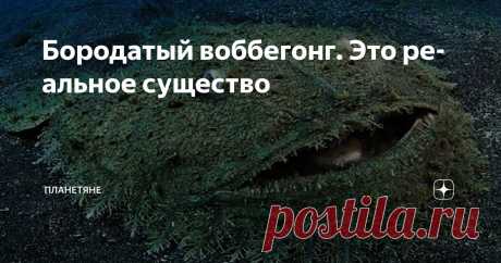 Бородатый воббегонг. Это реальное существо Статья автора «Планетяне» в Дзене ✍: Привет, мои дорогие любители необычной земной фауны. Сегодня мы поговорим о воббегонге.